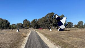 Massive magpies at Londrigan Stn site, south-east of Bowser [2025]