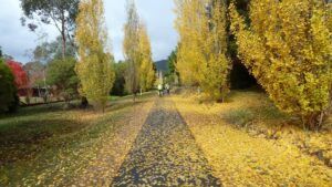 Autumn's rich colours approaching Bright [Greg Hutchison, 2013]