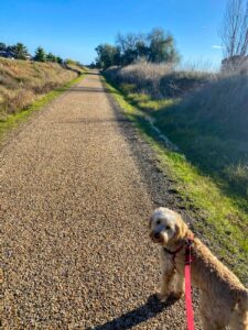 Let's go for a walk through Rutherglen on a beautiful winter's day [2022]