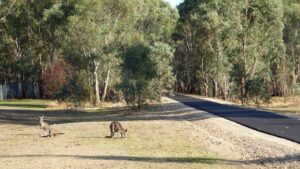 There are plenty of kangaroos to avoid around the military bases [2019]