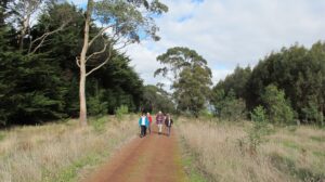 Walking among the trees between Naroghid and Cobden [2012]
