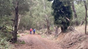 Autumn leaves cover the trail approaching busy Timboon [2024]