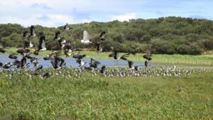 Migratory geese and swans at Belfast Coastal Reserve wetland [Andrew Lecky 2019]