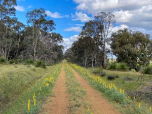Wildflowers are plentiful in spring [2021]