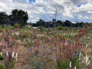 Kangaroo paw flowers around Bowelling [2021]