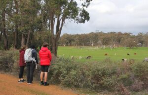 Typical scenery between Bowelling and Darkan [Kerryn Chia 2020]